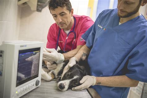 veterinario pontecagnano|Veterinari a pontecagnano